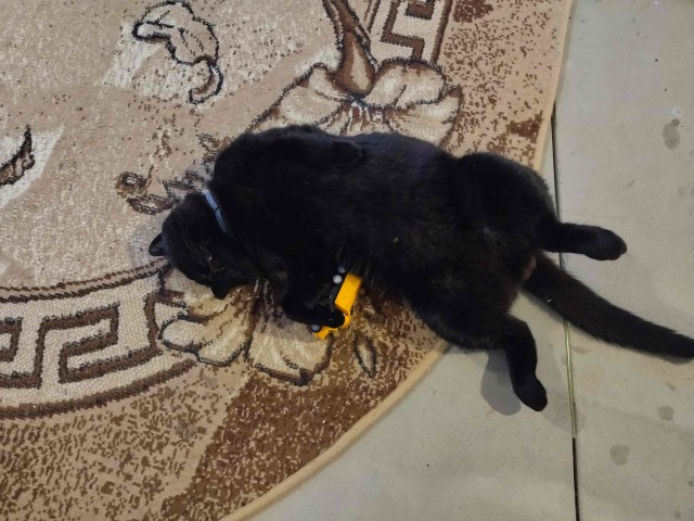 Котовторнику быть