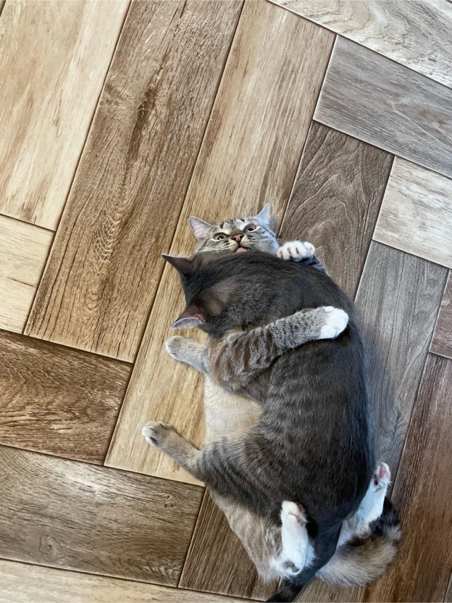 Котовторнику посвящается
