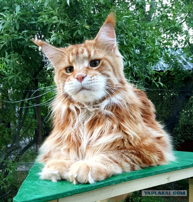 Котовторник вроде.
