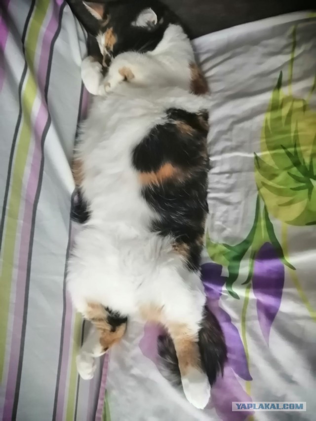 Котовторник