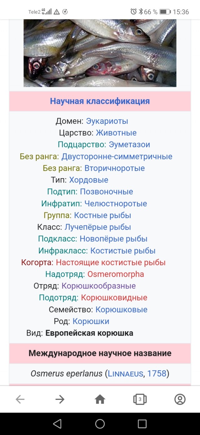 Корюшка это лосось?