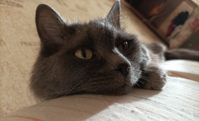 Котовторнику быть