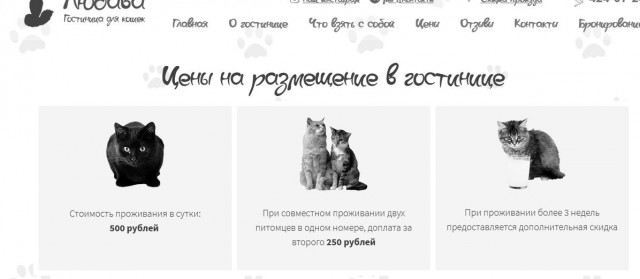 Нижегородец выкинул двух кошек рядом с приютом, потому что там отказали взять их на передержку