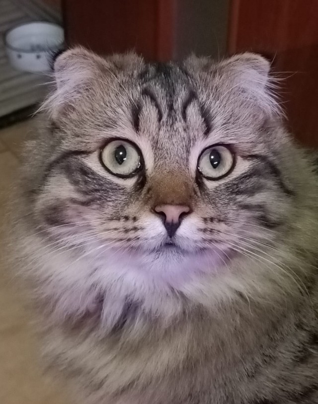 Наша коша