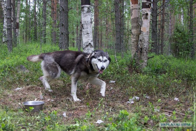 Водный поход по Карелии