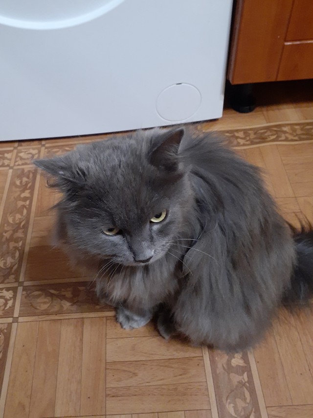 Котовторник прошел, а я не успел