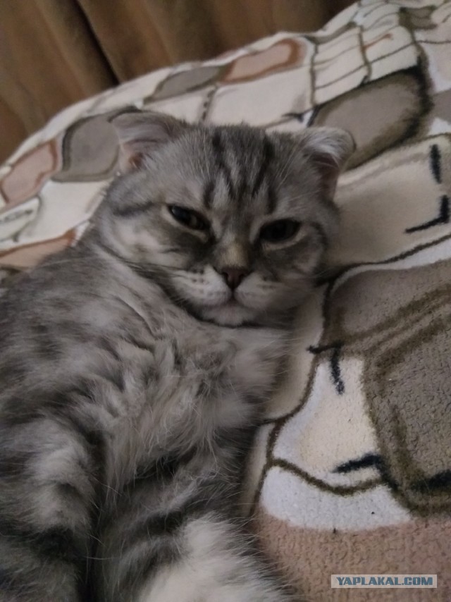 Кормите быстро!