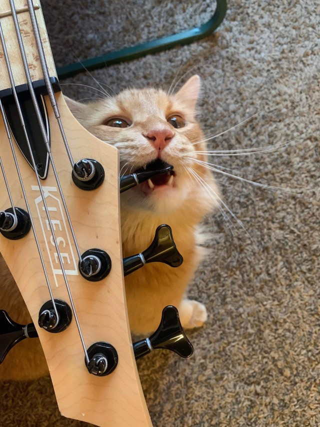 Котоюмор на ЯП. Веселые кото-картинки!