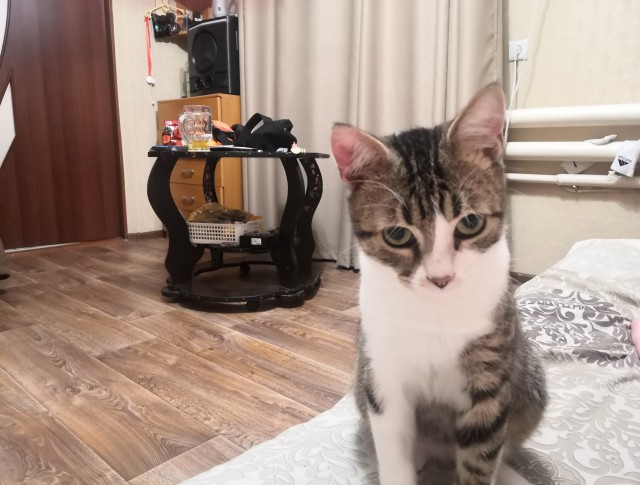С годом кота граждане Яповцы