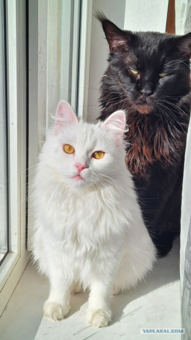 Вот и мы теперь кошкорабы