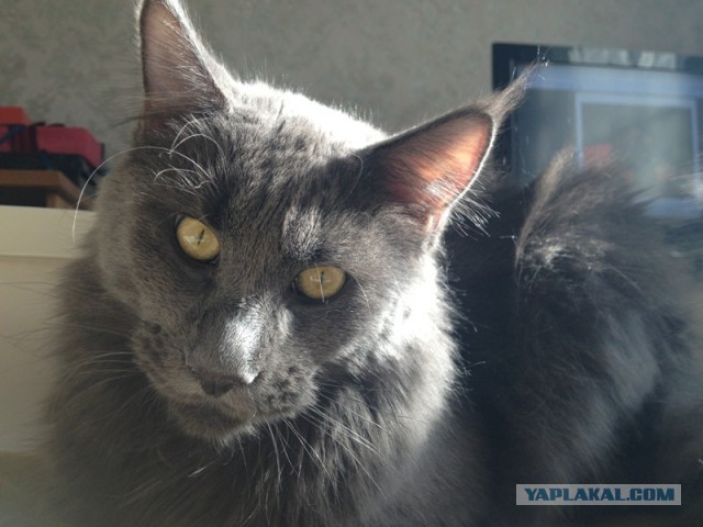Котовторник 16.04.2013