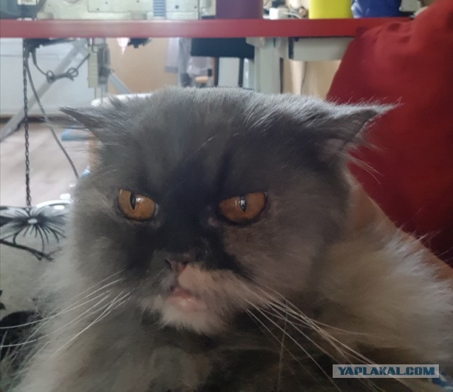 Снимки очень злых котов, которые всё равно остаются милашками