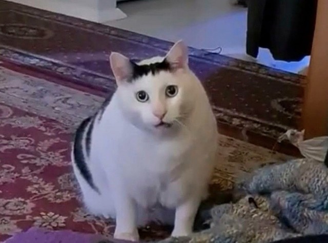 Batcat или catman