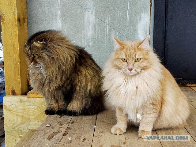 Подумываю продаться в рабство