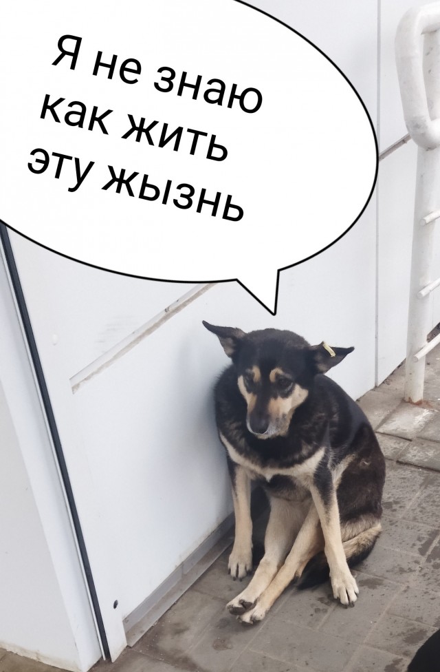 Суббота. Бояны. Не обращайте внимания