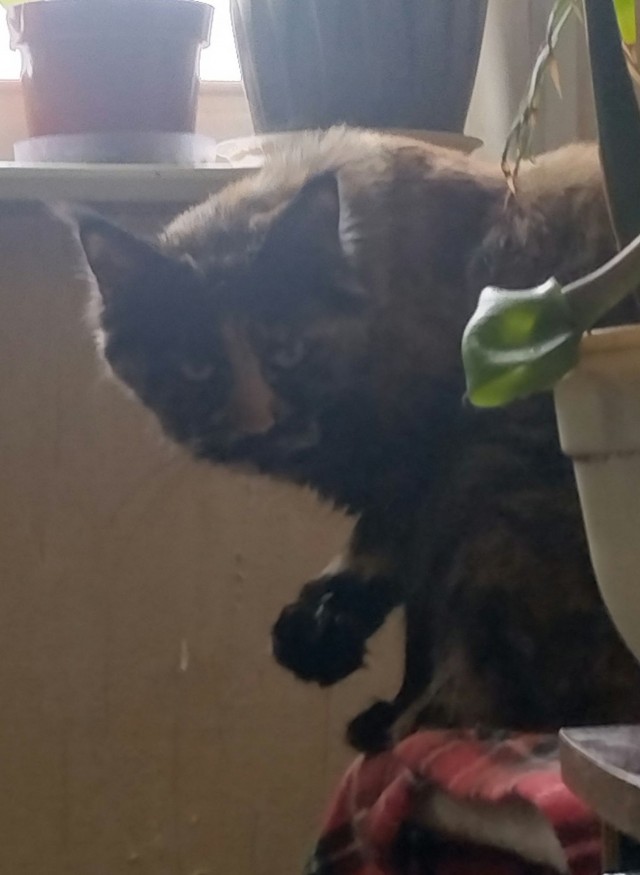 Котовторник в картинках