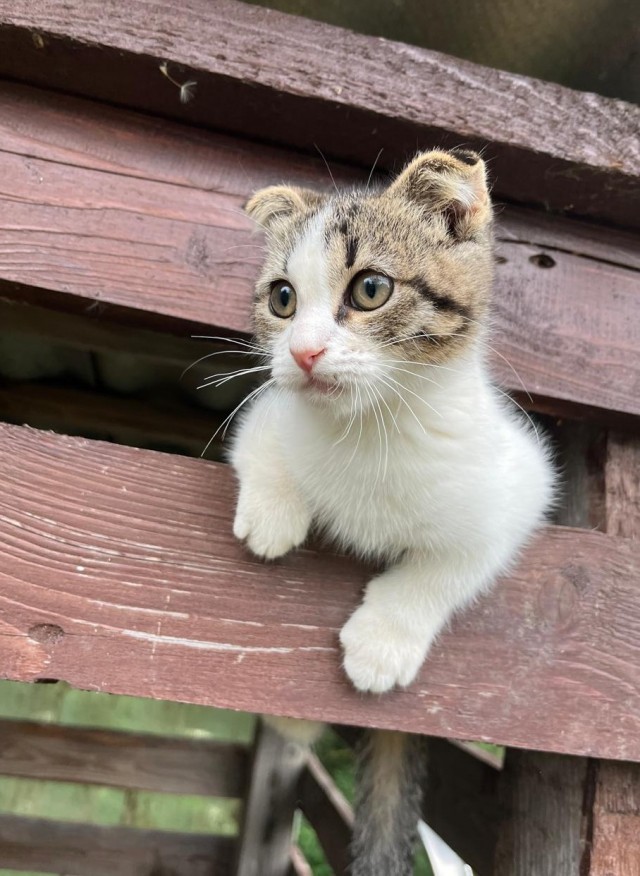 Котовторник!
