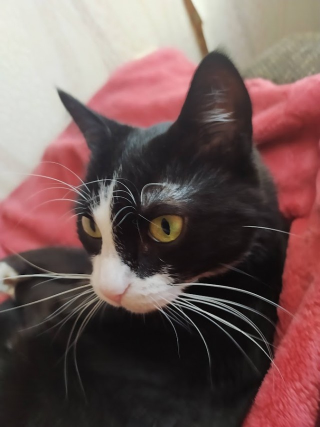 Принимайте в клуб! Котовторник же