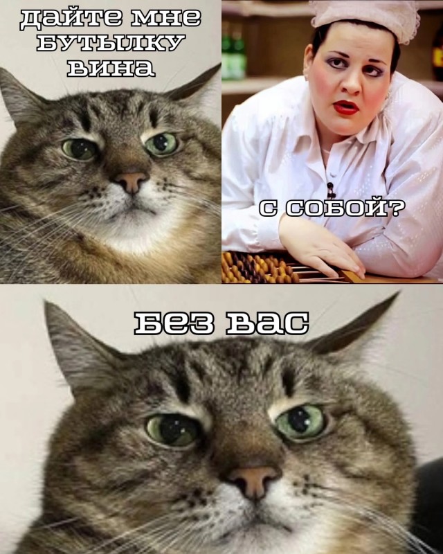 Котовторник в картинках
