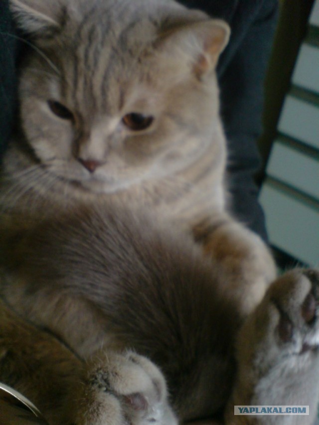 Котовторник 04.06.2013