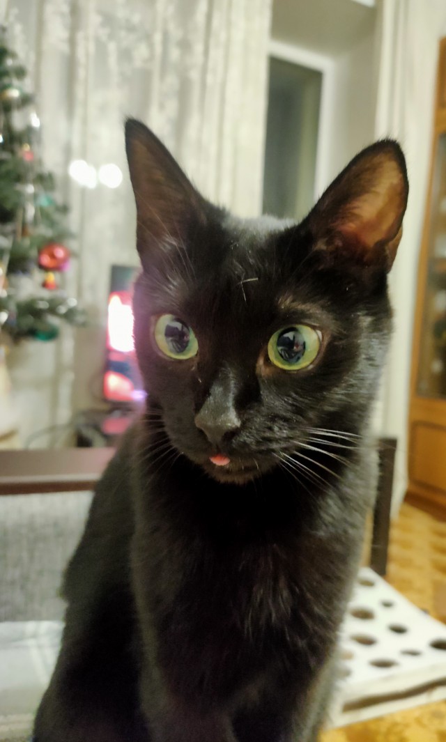 Коты. "Было - Стало"
