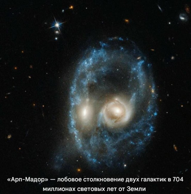 Белый слон и другие картинки