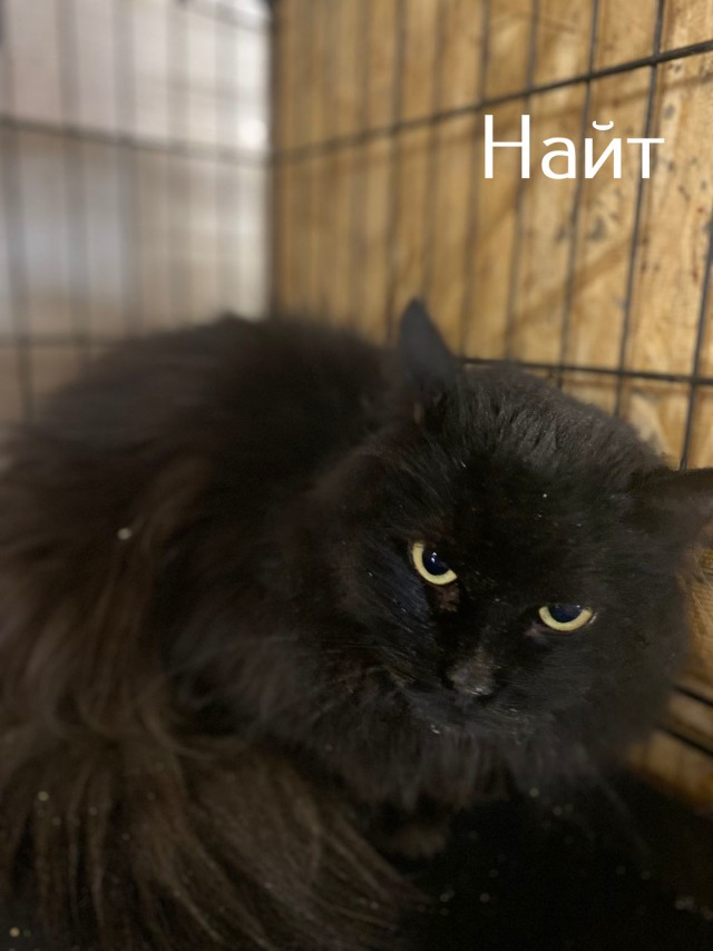Жизнь домашнего приюта "Котоленд" 508