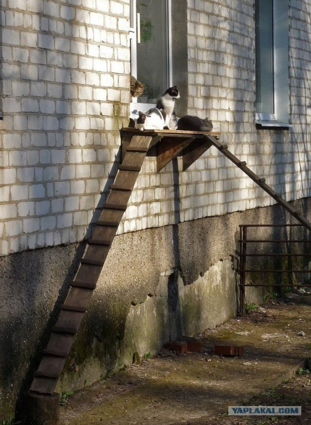 Лестница для кота