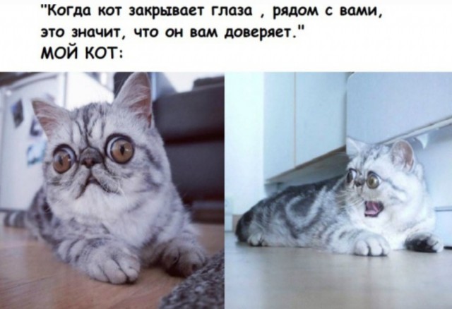 К котовторнику: подборка картинок-баянов с котиками и про котиков. Выпуск 24.