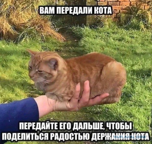 Забавные и не очень скромные картинки - 18