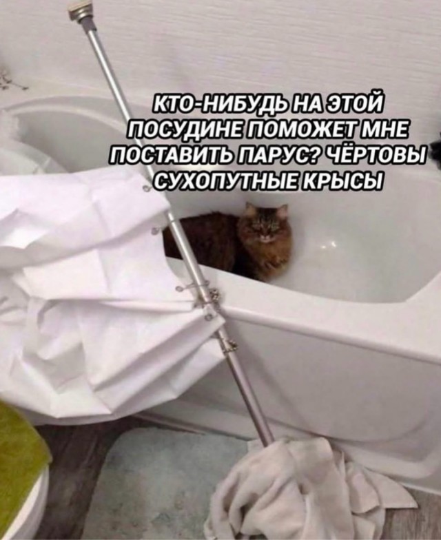 Котовторник