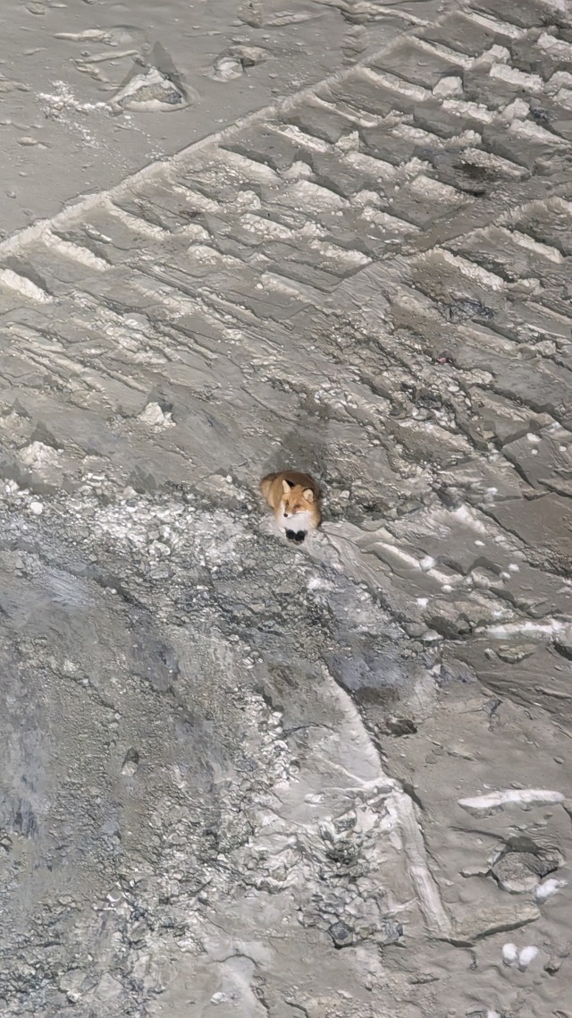 Лисица пришла в гости