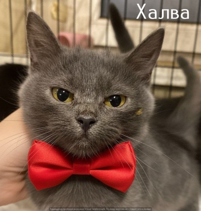 Жизнь домашнего приюта "Котоленд" 526