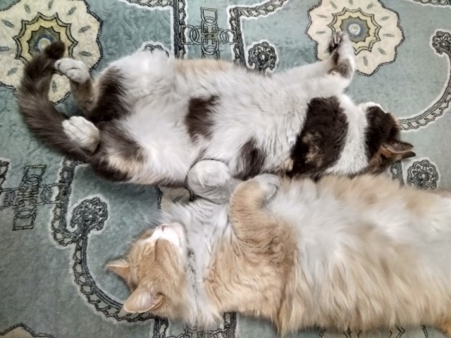А котовторник уже пришёл?