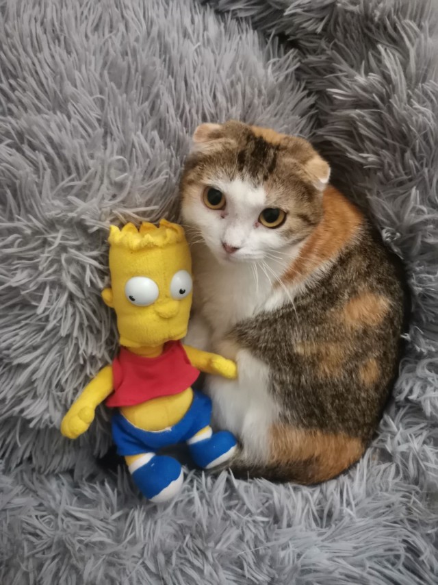 Кот-наркот