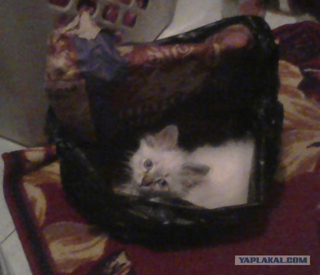 Котовторник 23.07.2013