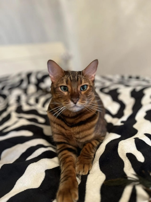 Братцы, мой кот.