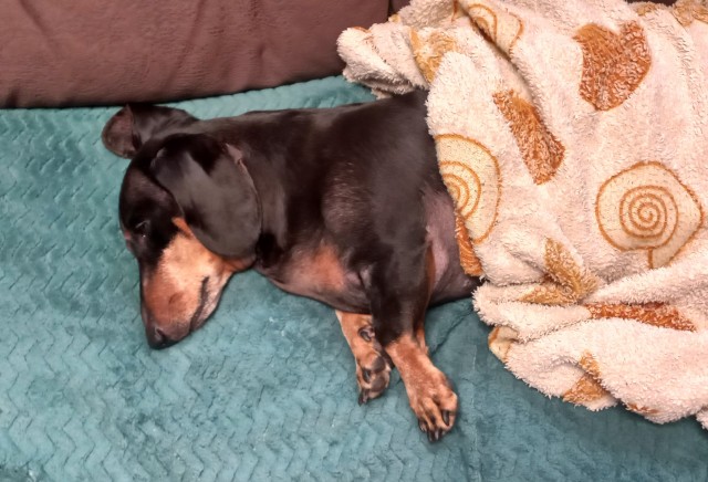 Собакочетверг же, но кошку из фото не выкинешь