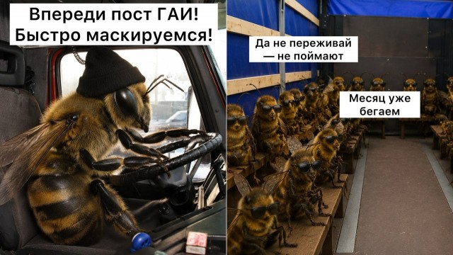 Фуру с 1728 пчелами-нелегалами уже месяц ищут по всей России