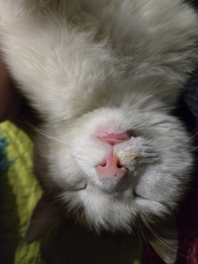 К котовторнику