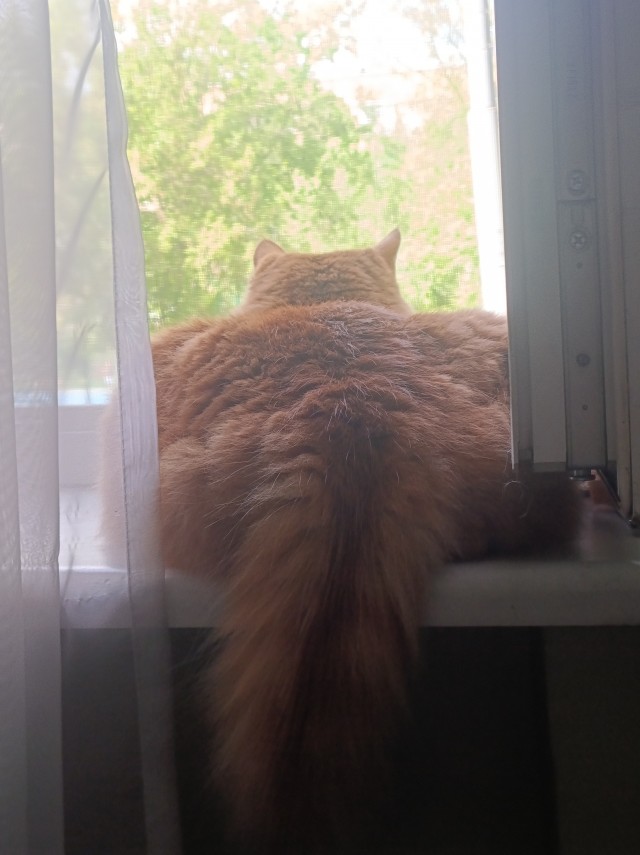 Ну’с с котовторником Вас товарищи