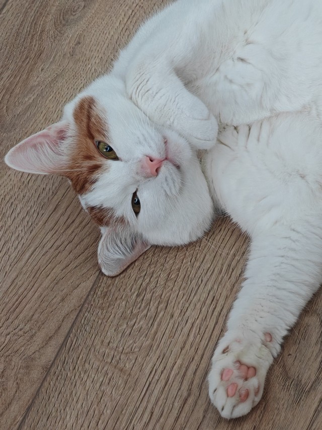 Толстушка трëхцветная (котовторник)