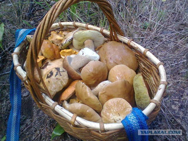 За грибами