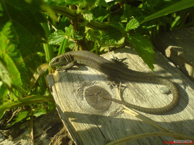 Фото с Nokia 6288