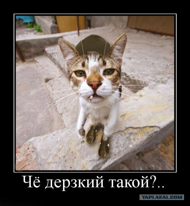 чОткость в соцсетях