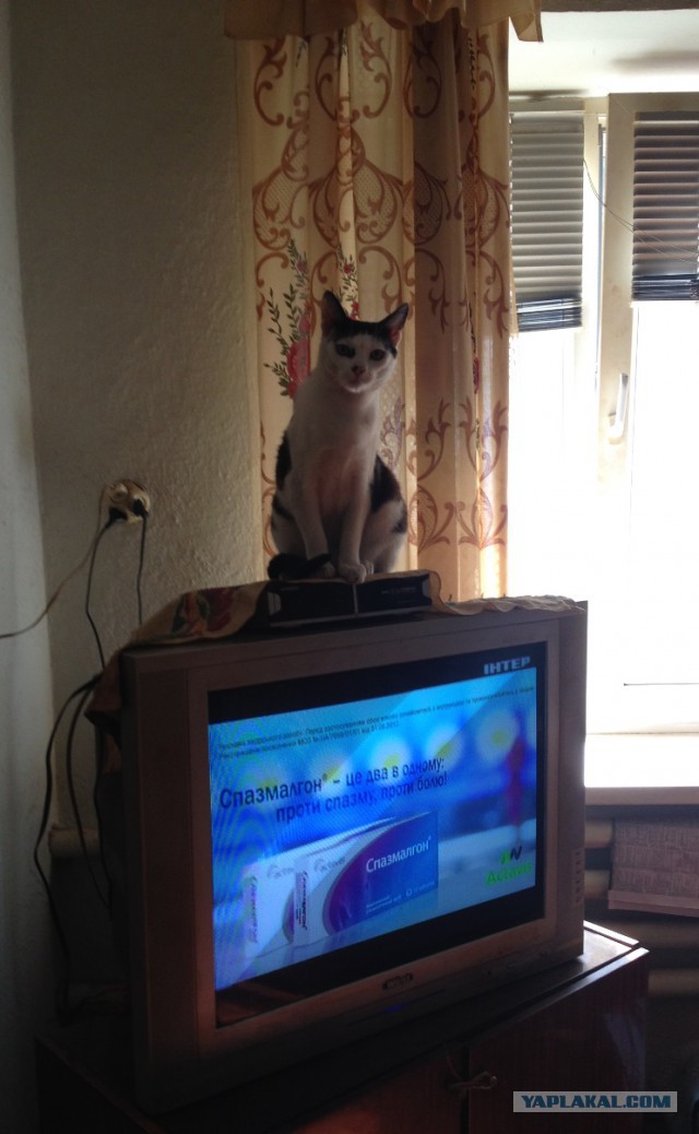 Котовторник 18.03.2014