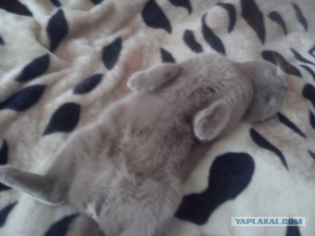 Котовторник 01.04.2014