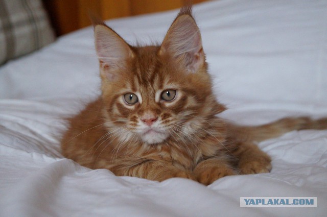 Котовторник  08.04.2014