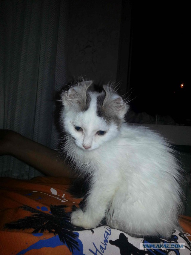 С Котовторником!