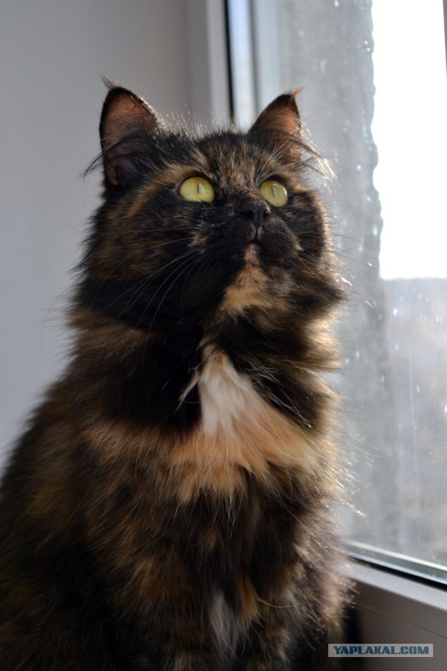 С Котовторником!